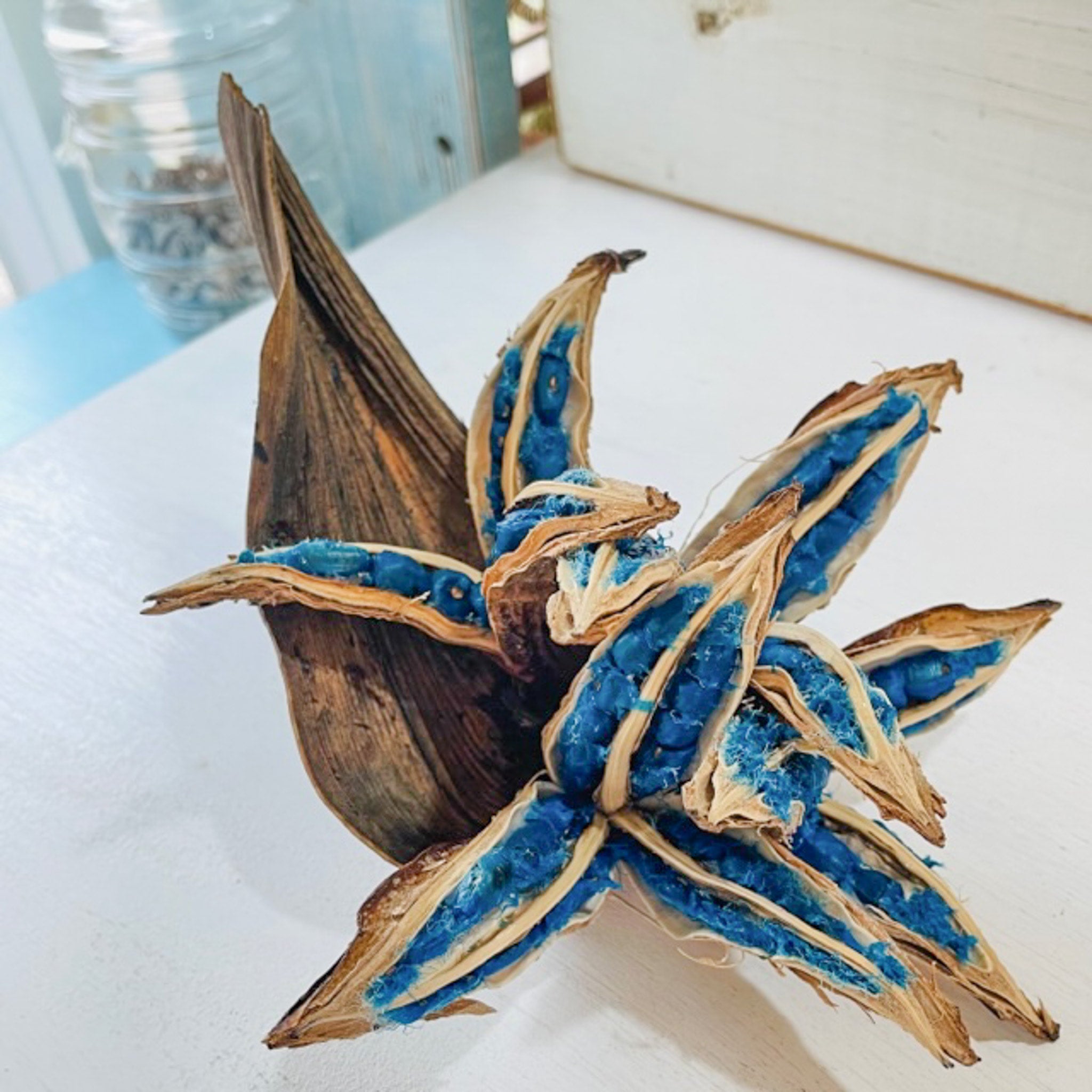 旅人の木（扇芭蕉の種） | Sango tree