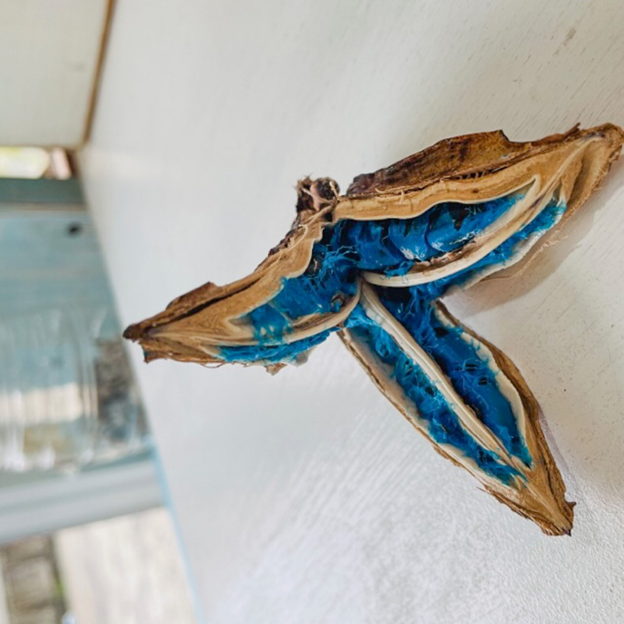 ガク付オオギバショウ、扇芭蕉、旅人の木、タビビトノキ 扇芭蕉、オウギバショウ、旅人の木、タビビトノキ タビビトノキ