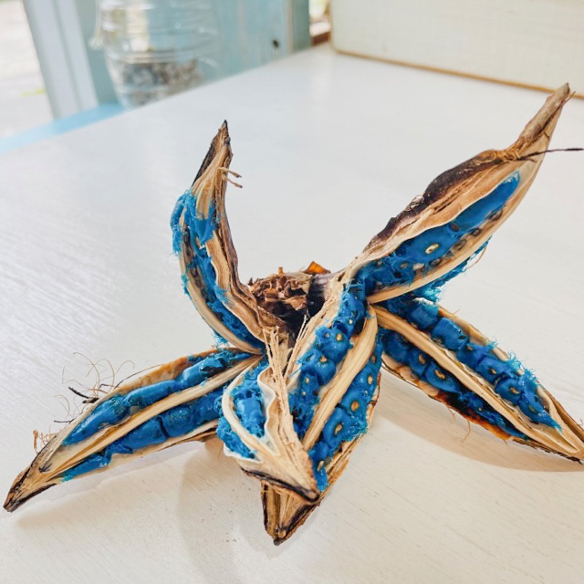 タビビトノキ　扇芭蕉　販売 オオギバショウ、扇芭蕉、旅人の木、タビビトノキ - メルカリ